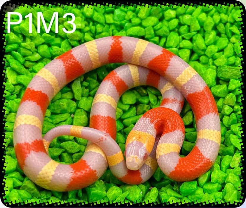 Lampropeltis Campbelli Albino rarytas!!!