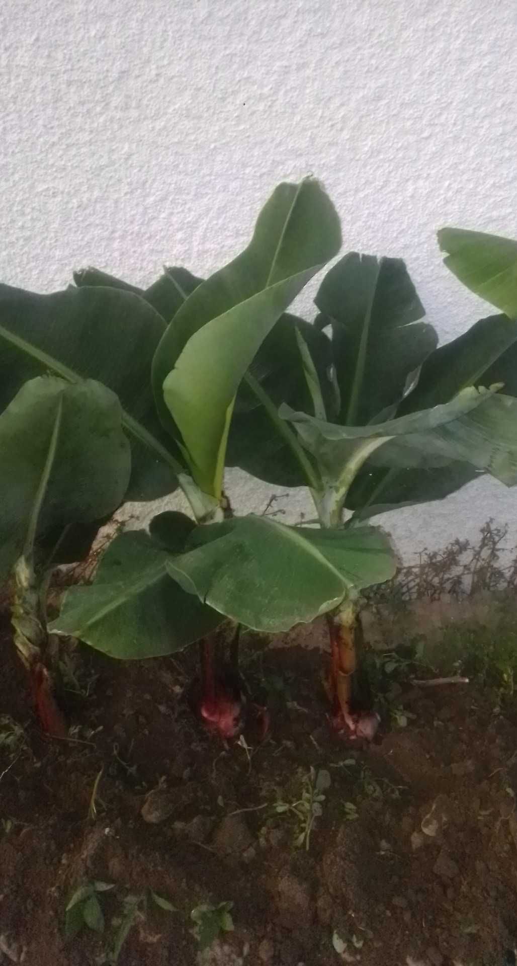 Bananeira Musa plantas