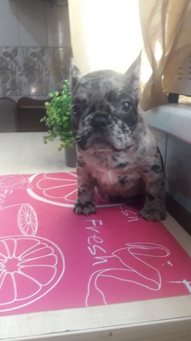 Французьський бульдог