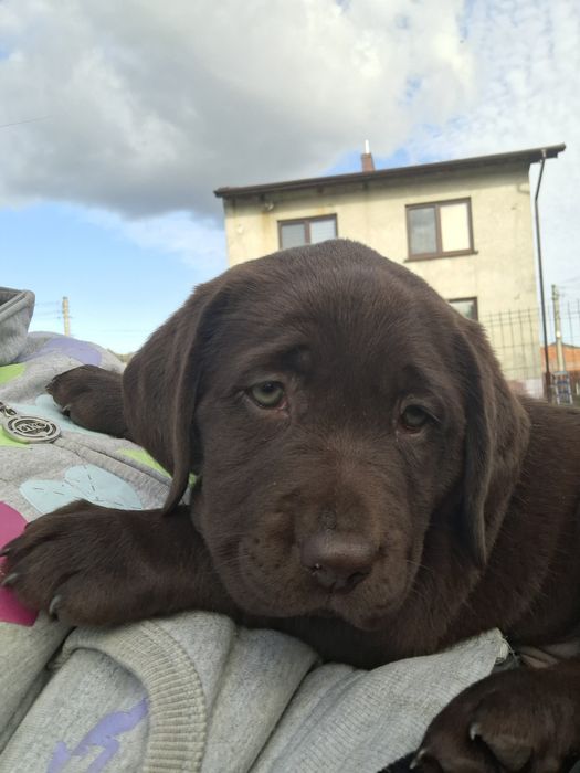 Labrador retriever szczeniak