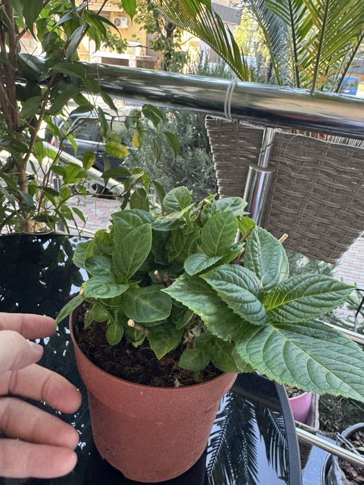 Продам гортензии