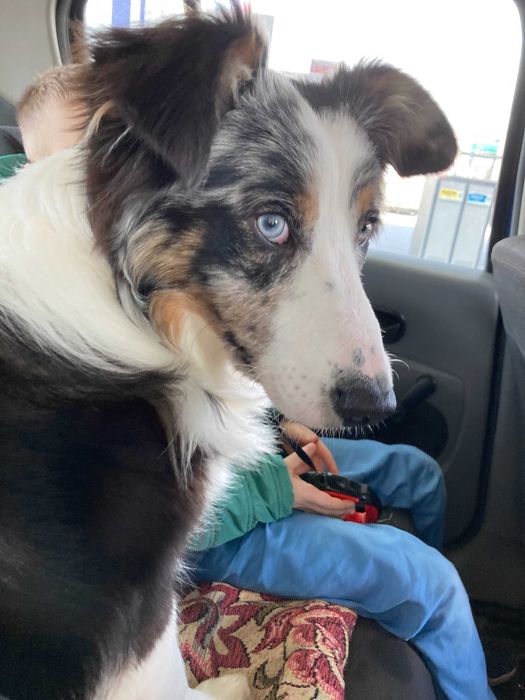 Zaginął pies - Alwin - Pilne !! - Bardzo proszę o pomoc