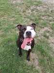 Amstaff do adopcji