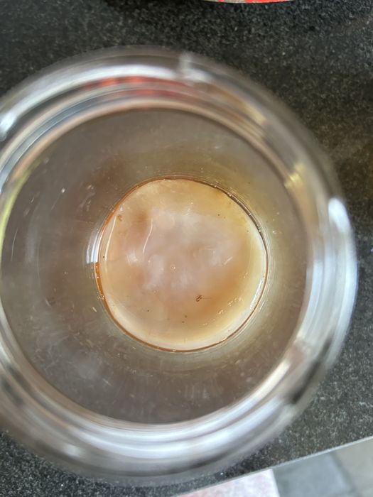 Scooby Kombucha disco