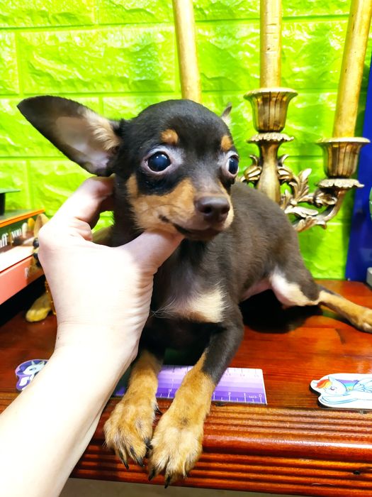 Сегодня или завтра-решать Вам! Малыш мини готов к переезду!ДокКСУ,чип