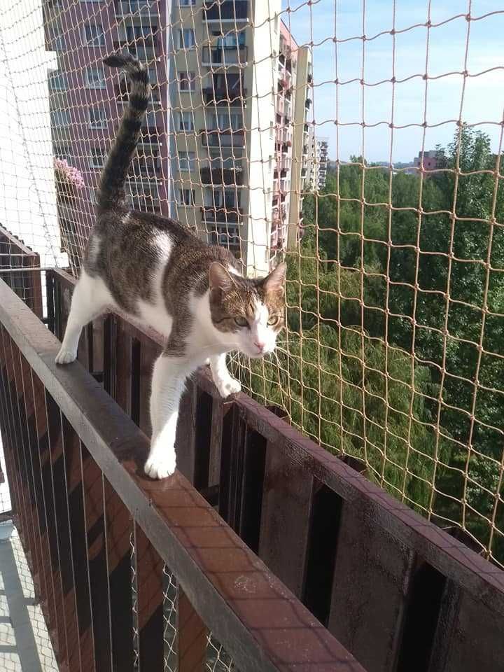 Siatki dla kotów, siatka na balkon, siatka przeciw gołębiom