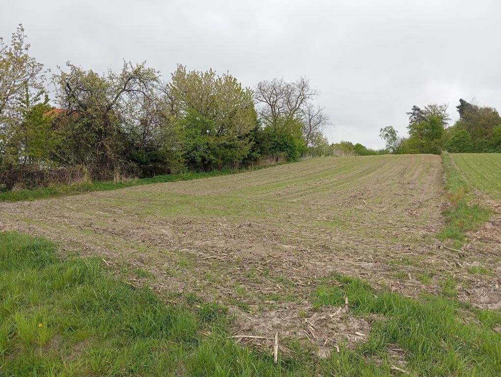 Sprzedam działkę budowlano-rolną 55 arów