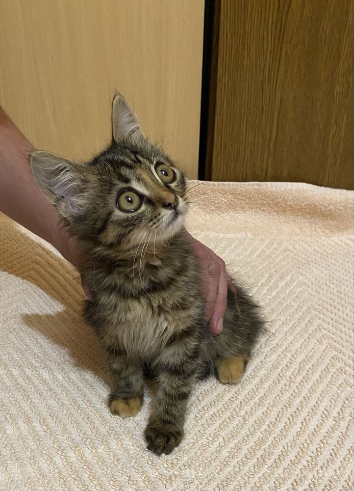 Кошеня дівчинка котенок кішка безкоштовно