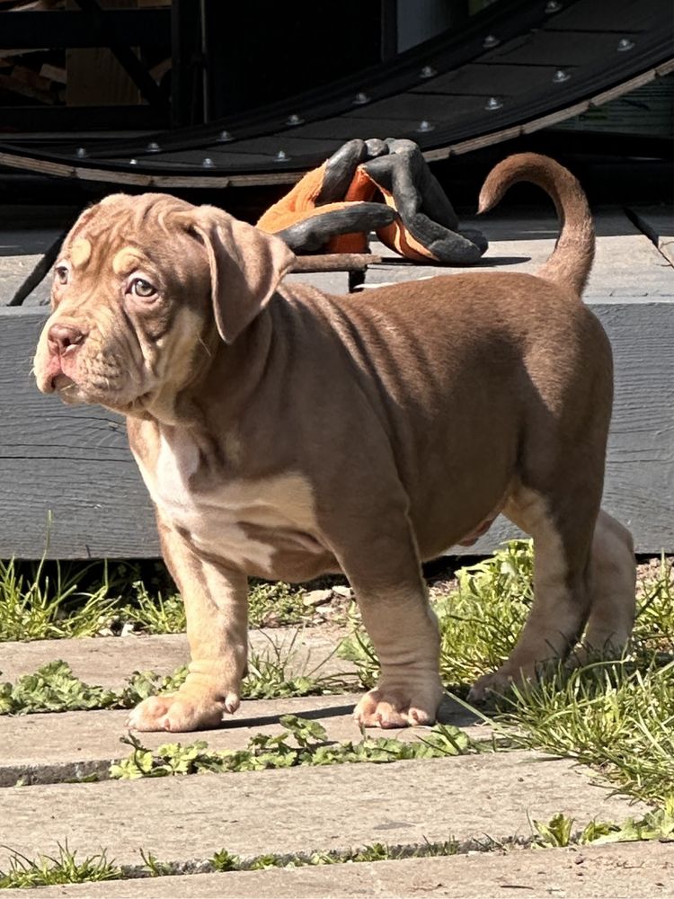 American Bully XL ABKC tri chocolate samiec