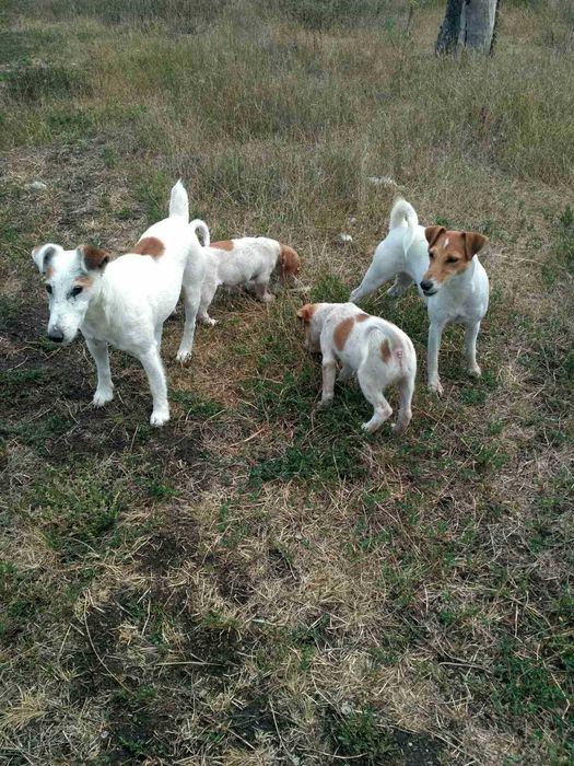 Хлопчик Джек Рассел