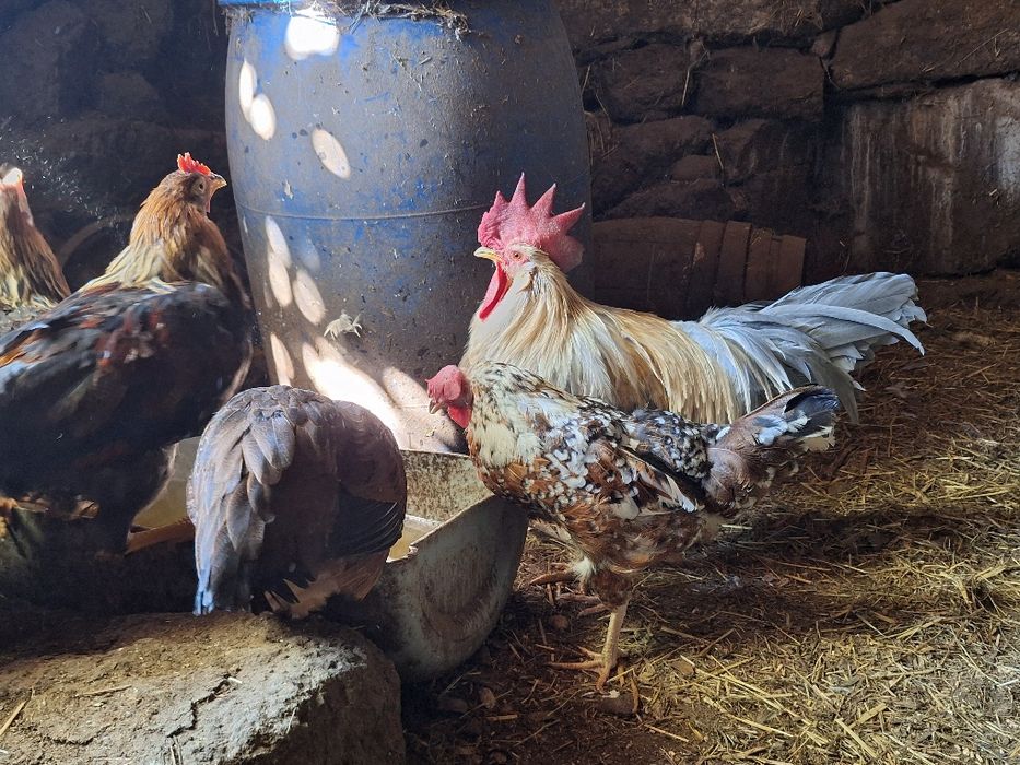Galinhas/Galos Leghorn