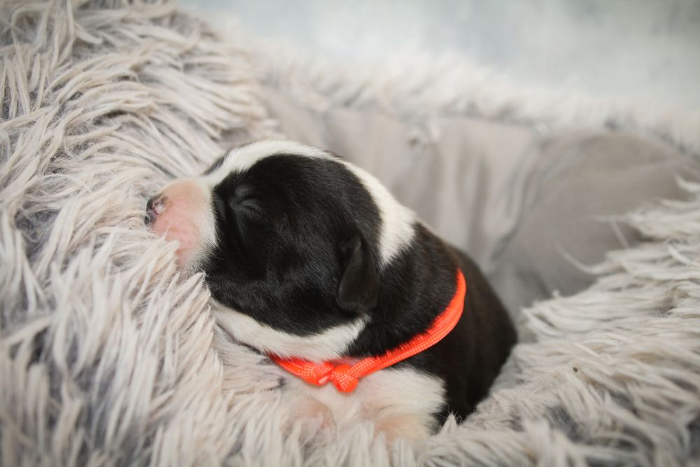 Owczarek srodkowoazjatycki