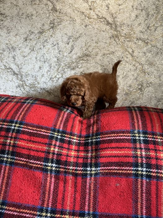 Мальтипу ред браун щенки длч детей в подарок