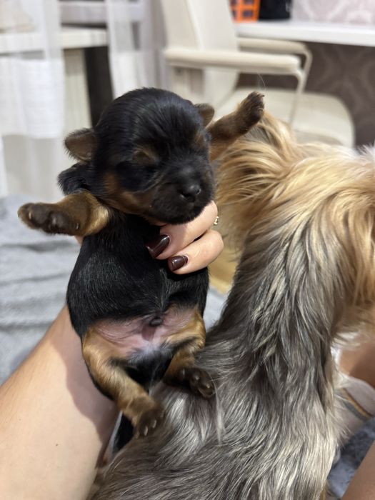 Хлопчик йорчик терєр