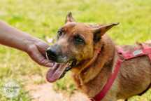 Miłka suczka sunia do adopcji seniorka Kalisz Wrocław Poznan Łodz