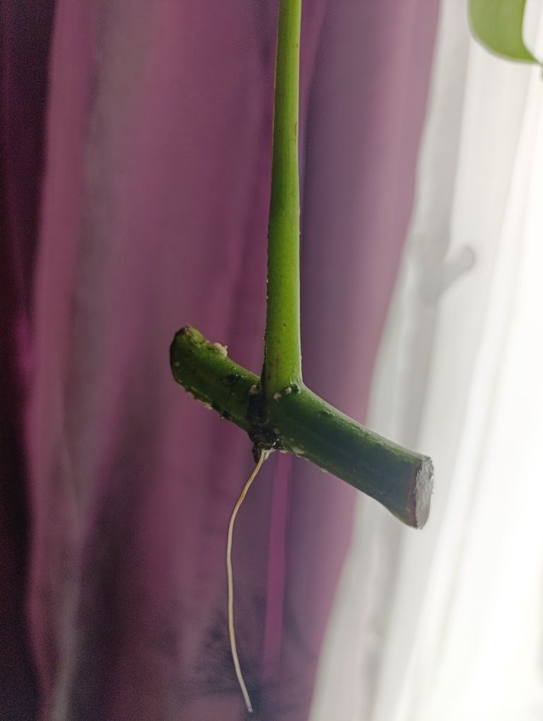 Monstera Minima , Raphidophora Tertasperma