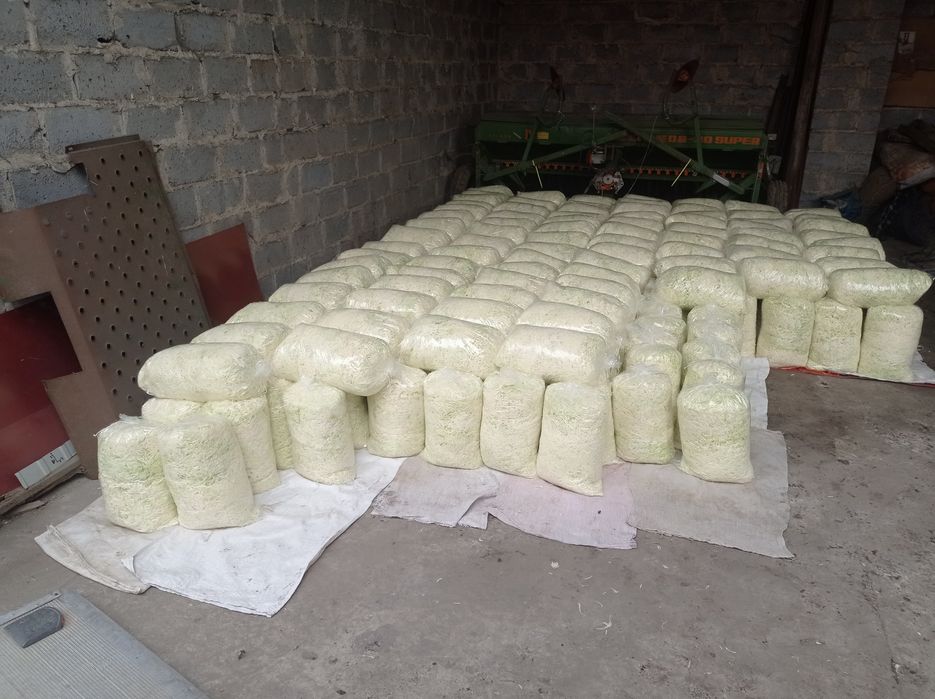 Kapusta szatkowana ,siekana Agresor,Kamienna głowa.