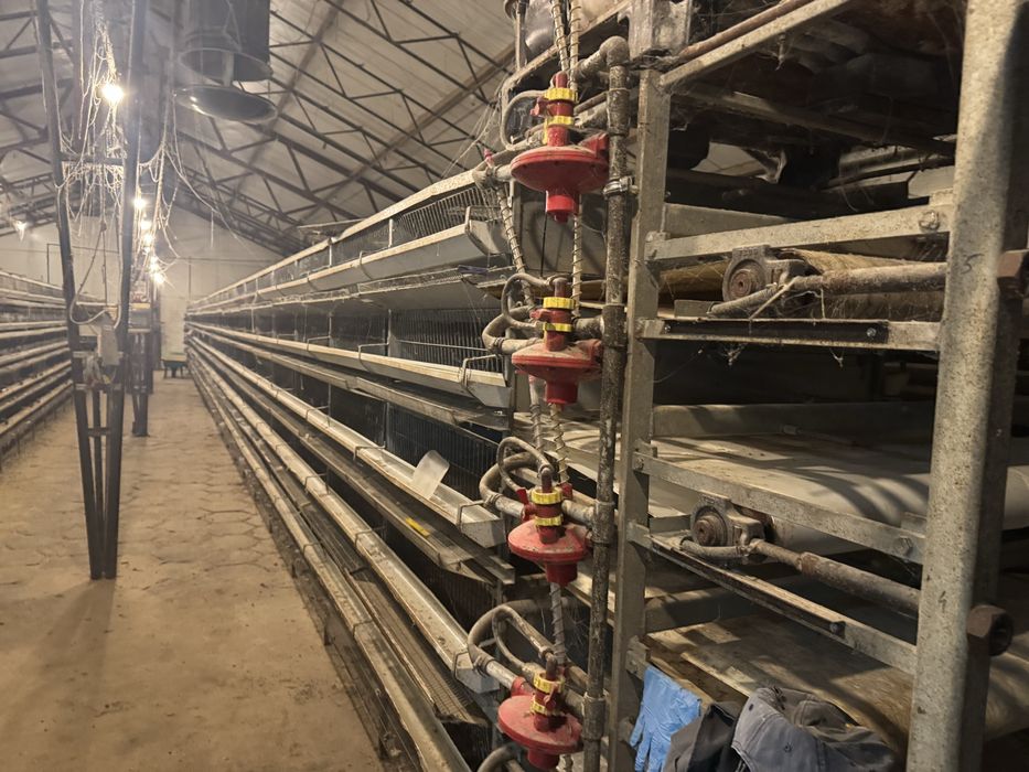 Przepiórki. Bateria do hodowli- AUTOMAT!. Klatki dla przepiorek