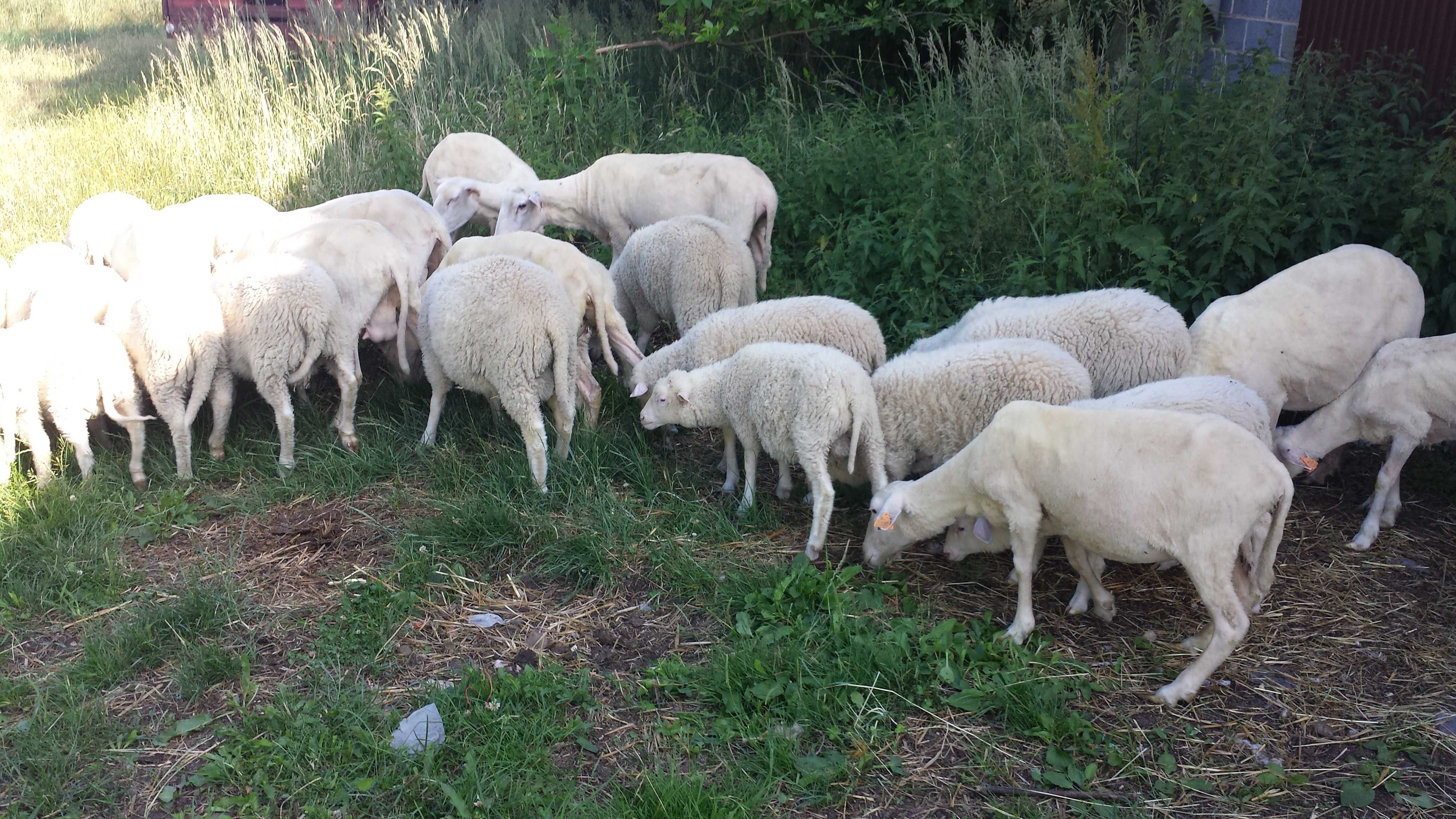owce  baranki olkuskie z  marca 2025  r