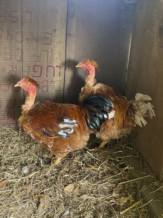 Galos Capoes para o natal