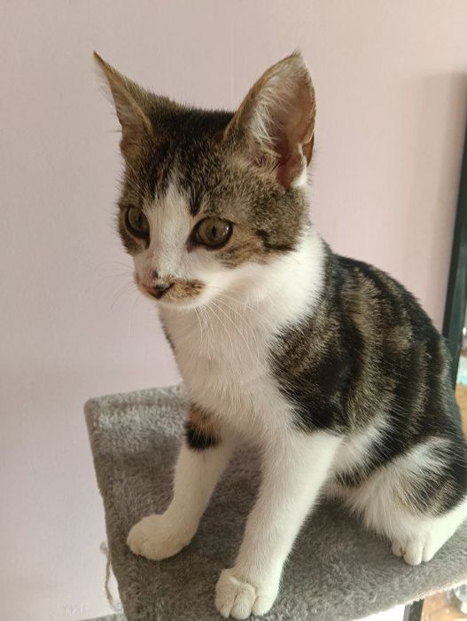 Małe koty do adopcji