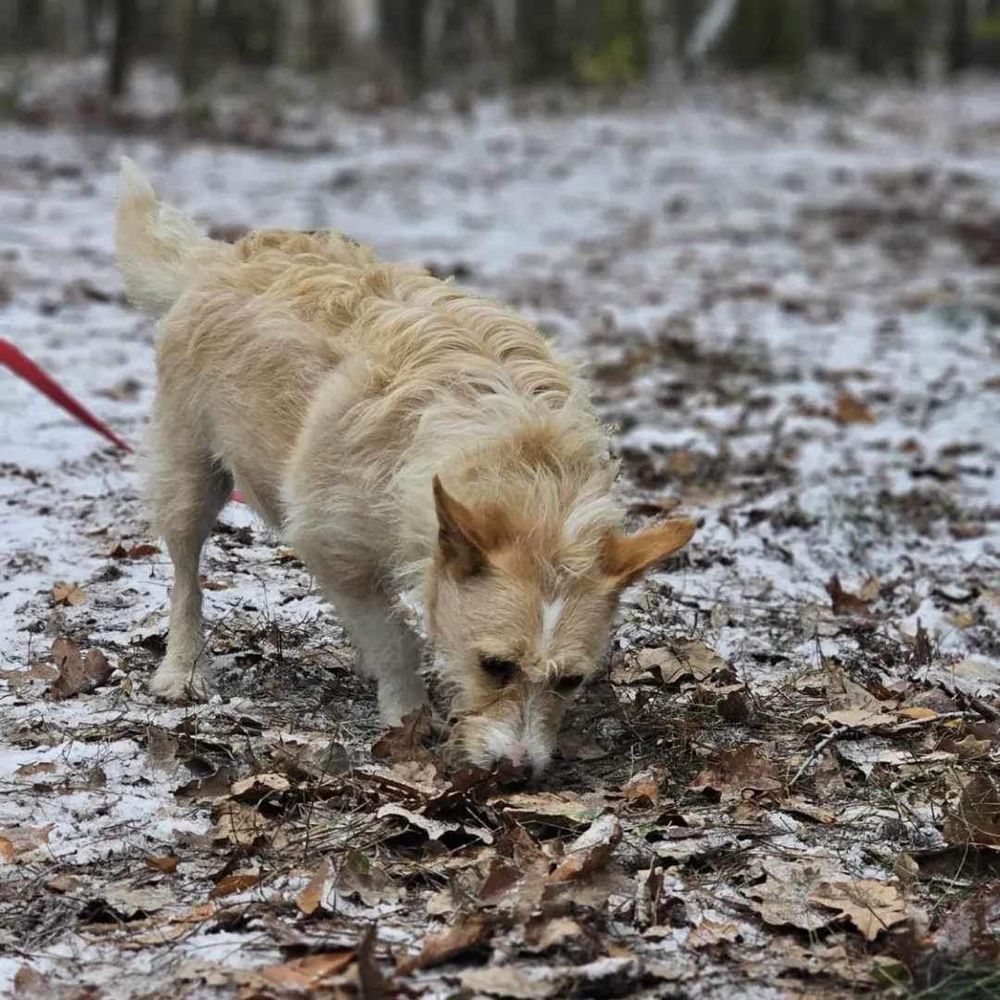 Koszałek młody szorstkowłosy piesek do adopcji