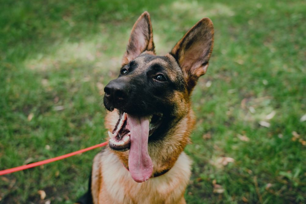 Шукаємо собаку! Пропала вівчарка!