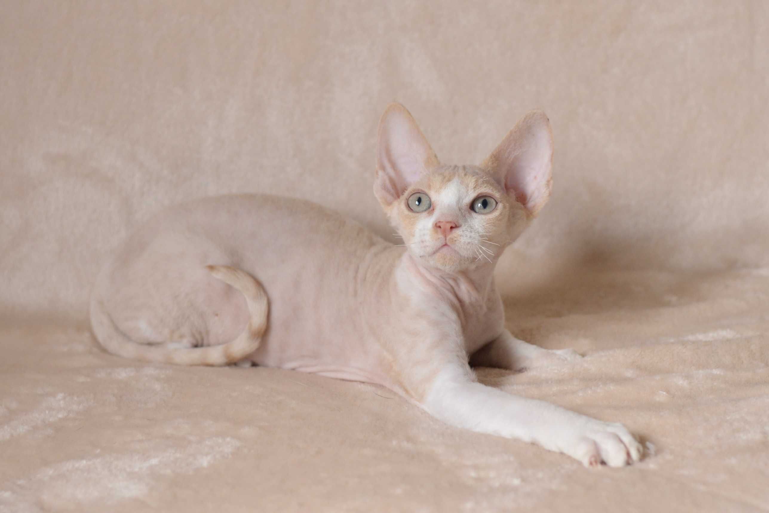 Devon rex Kremowy kocurek z bielą FPL