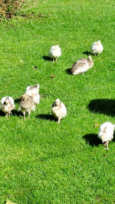 Pawie młode sprzedam