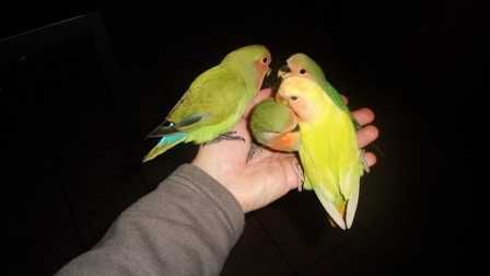 Roseicollis /Agraponis (Domésticados)