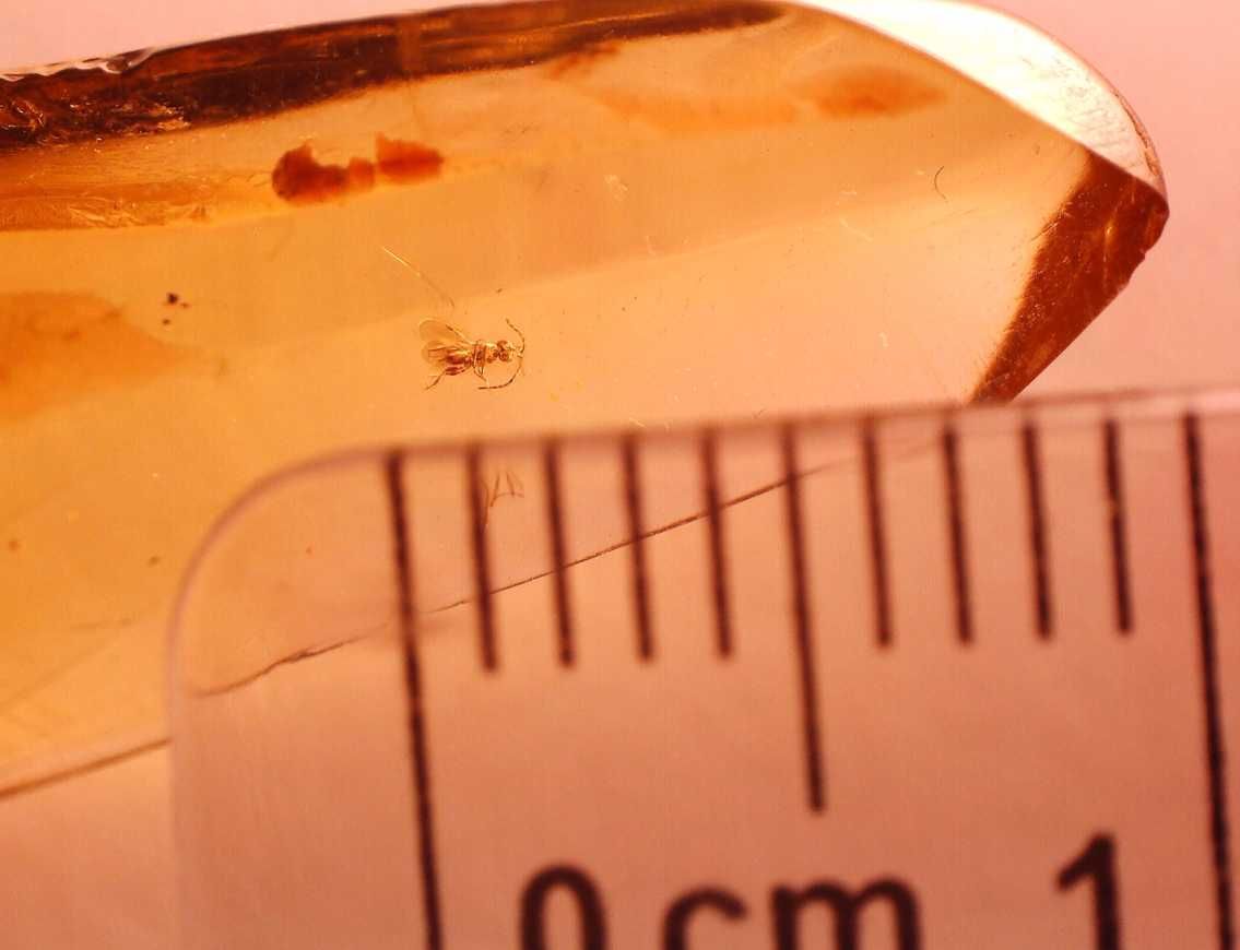 Bursztyn inkluzja rzadka osa Hymenoptera Megaspilidae !! wymarła