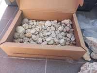 Mega zestaw skamieniałości całe pudło