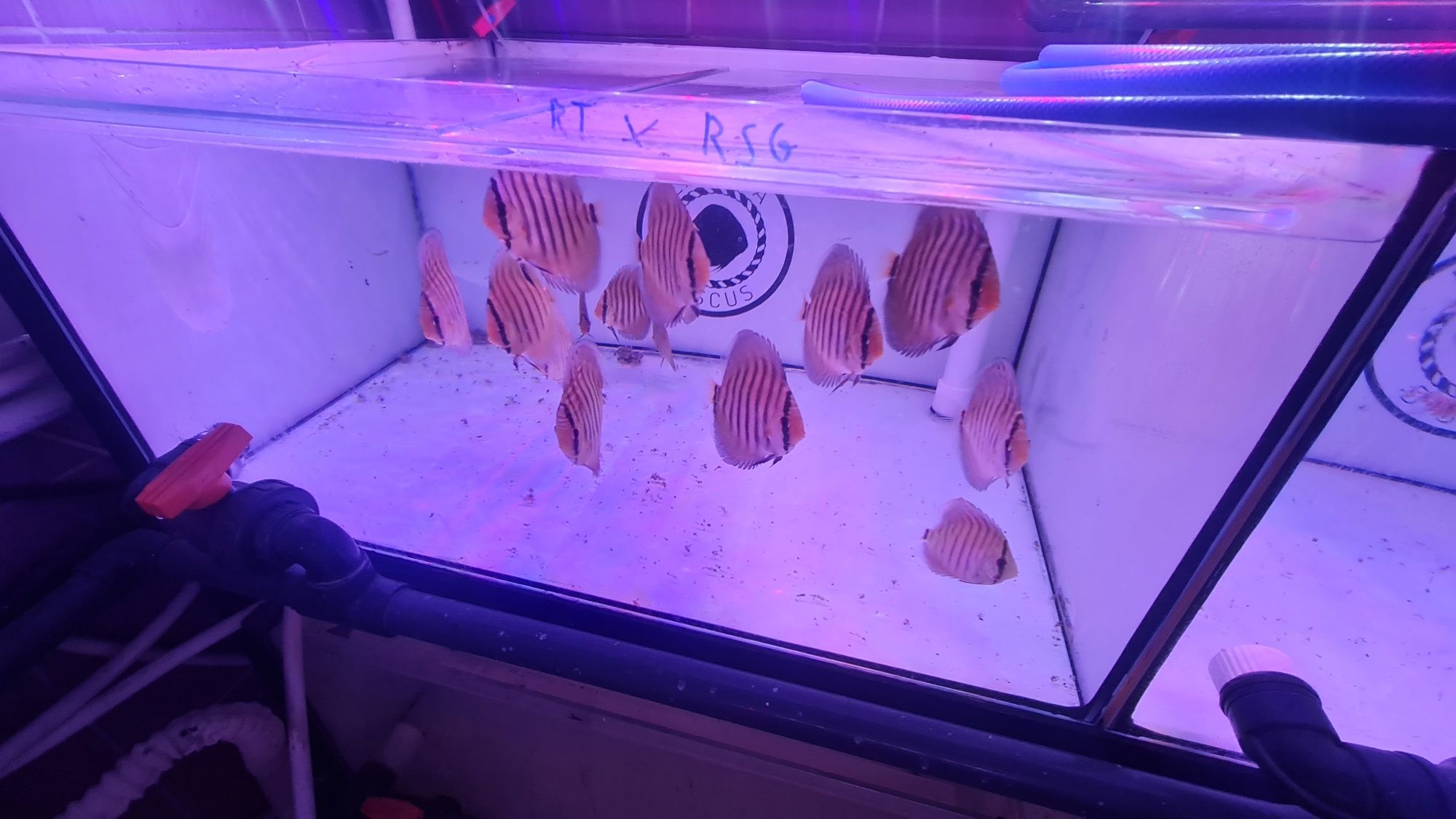 Dyskowce Paletki Red Turquoise x Red Spotted Green   Piwowarski
