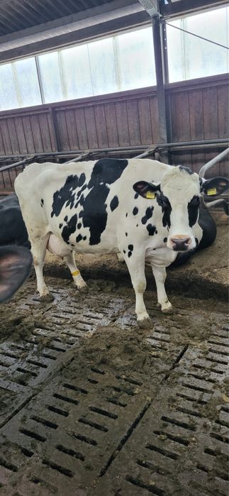 Krowy pierwiastki, jalowki. Niebieska strefa