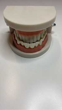 Model dentystyczny standardowy