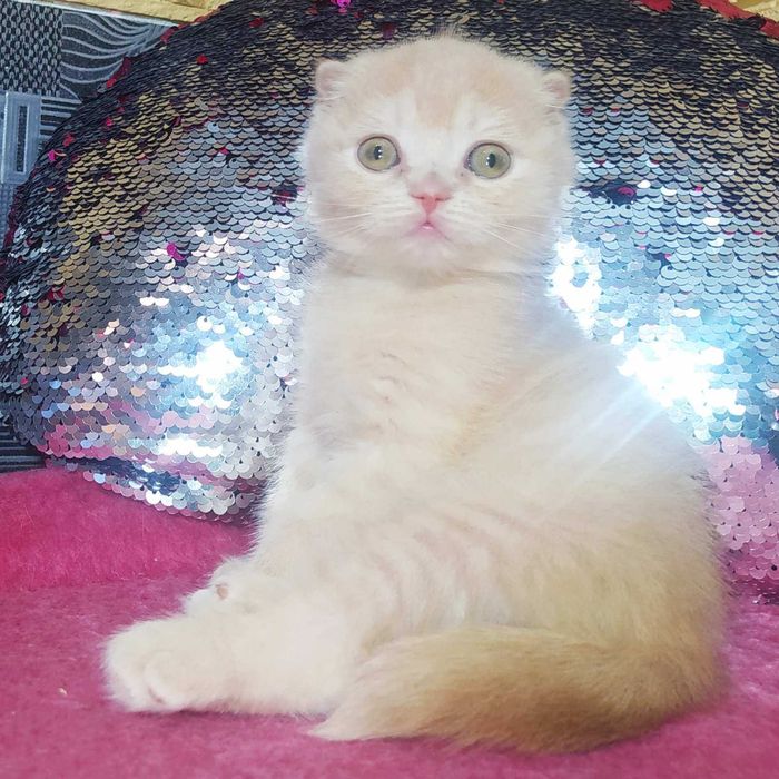 Шотландские вислоухие котята золотая шиншилла