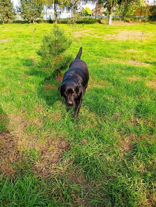 Oddam w dobre ręce  labradora