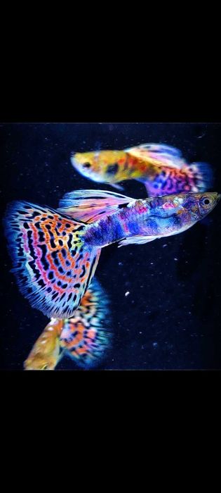 Gupik, gupiki Tiger king cobra multicolor