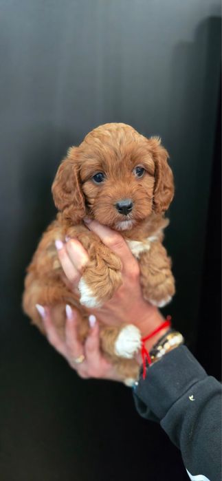 Cavapoo ciemny badania genetyczne test Campbella komplet szczepień
