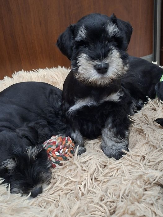 Sznaucer miniaturowy 8tyg z rodowodem