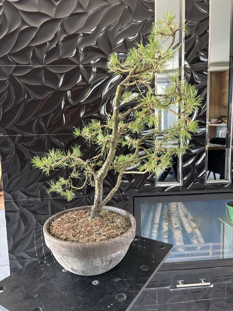 Bonsai jalowiec  i sosna