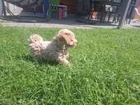 Sprzedam pieska maltipoo