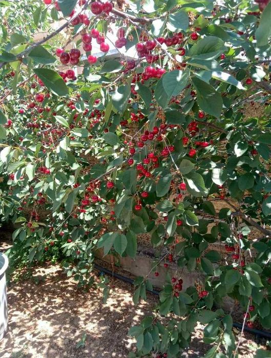 Продам современный капитальный дом в Фонтанке 1.