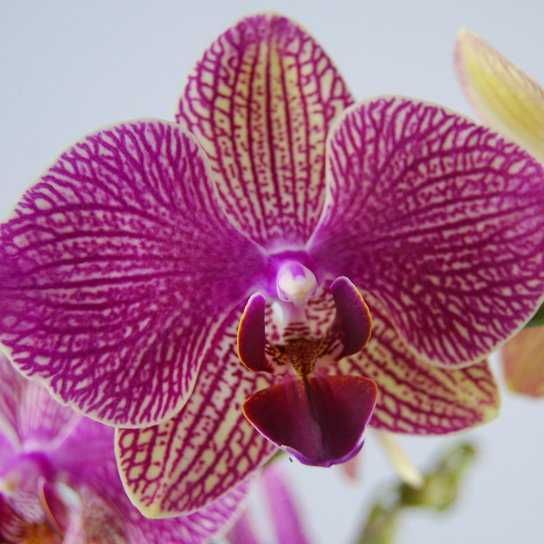 Орхидеи фаленопсис оптом