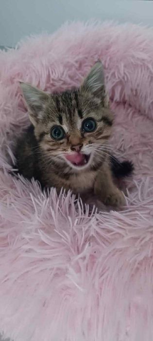 Кошенята в добрі руки