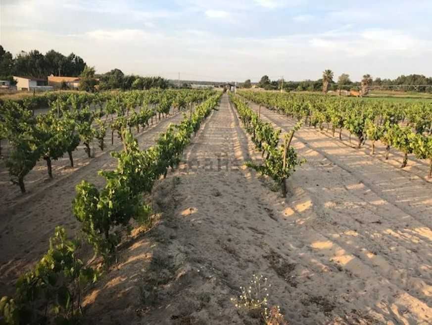 Terreno com vinha e casa de apoio