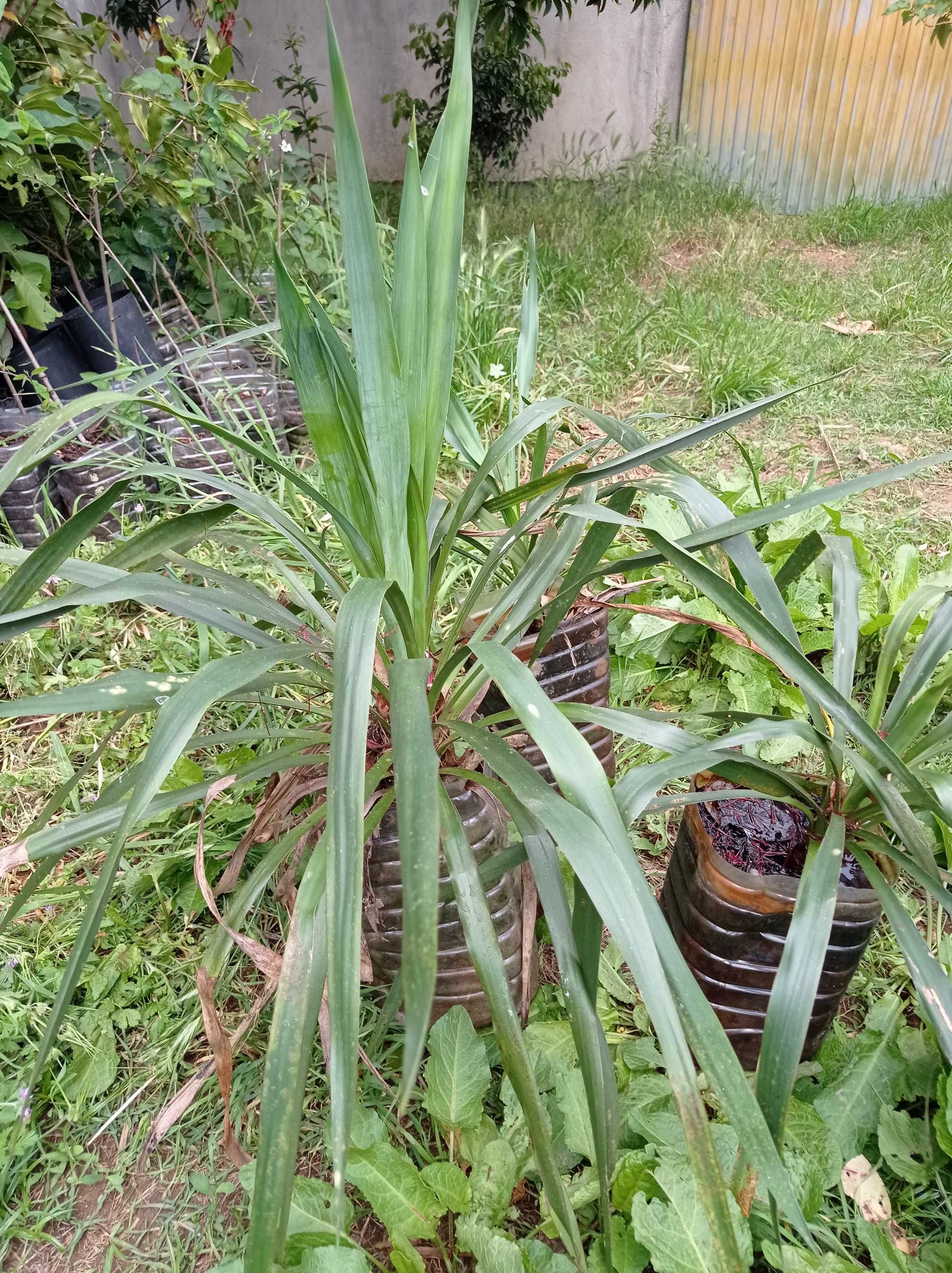 Yucca filamentosa ou agulha de Adão