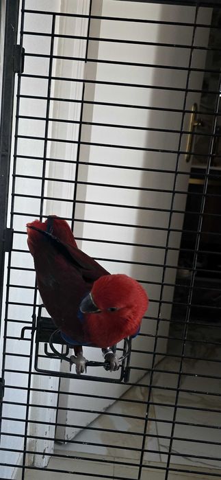 Papagaio ecletus fêmea e macho