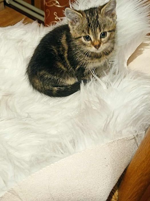 Oddam kotki w dobre rece