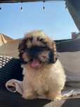 Shih Tzu- suczka